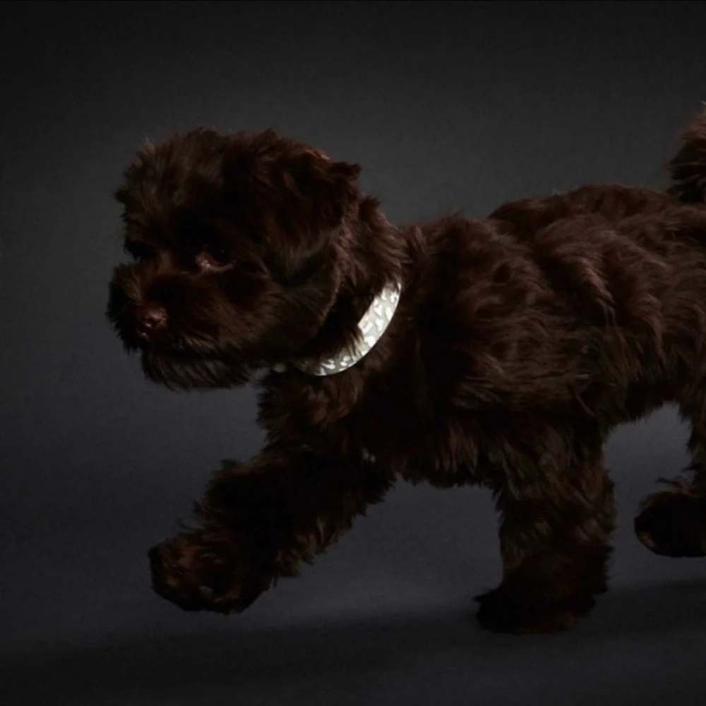 Hunter Convenience Reflect & Glow Dog Collar